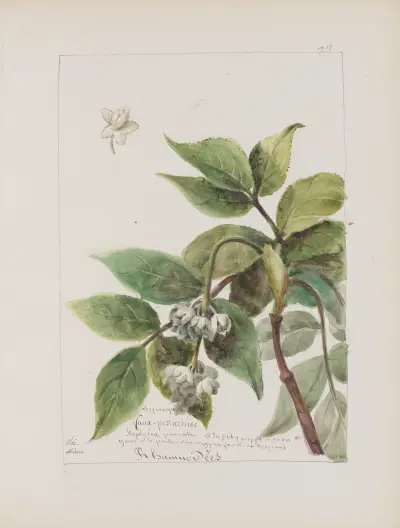 Album de botanique Pl.332 av Constant Amable Prevost-Hersant