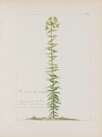 Album de botanique Pl.336 av Constant Amable Prevost-Hersant