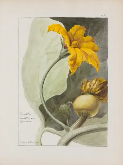 Album de botanique Pl.339 av Constant Amable Prevost-Hersant