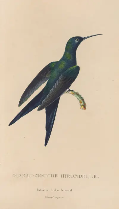 Histoire naturelle des oiseaux-mouches Pl.25 av René-Primevère Lesson