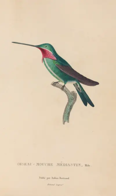 Histoire naturelle des oiseaux-mouches Pl.29 av René-Primevère Lesson