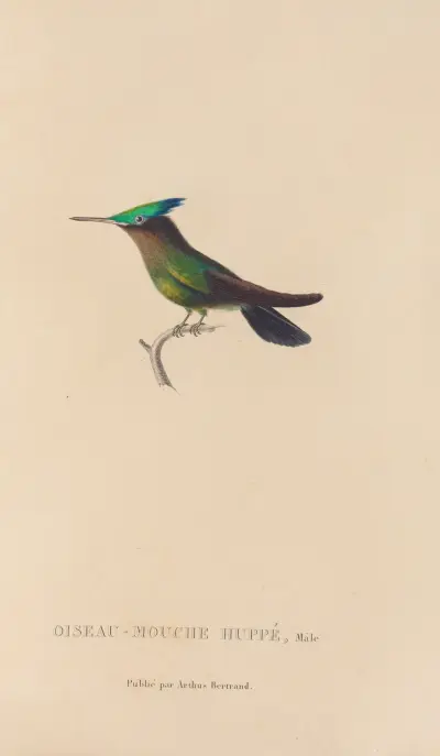 Histoire naturelle des oiseaux-mouches Pl.31 av René-Primevère Lesson