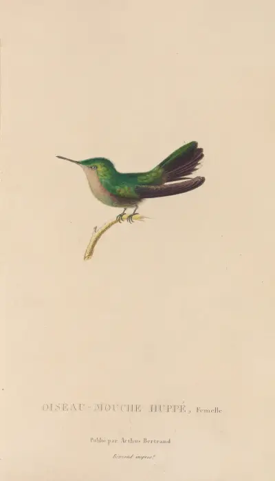 Histoire naturelle des oiseaux-mouches Pl.32 av René-Primevère Lesson