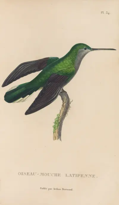 Histoire naturelle des oiseaux-mouches Pl.34 av René-Primevère Lesson