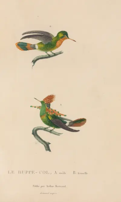 Histoire naturelle des oiseaux-mouches Pl.41 av René-Primevère Lesson