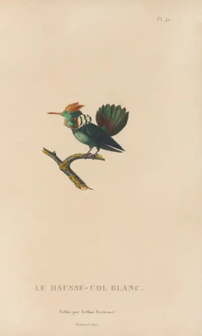 Histoire naturelle des oiseaux-mouches Pl.42 av René-Primevère Lesson