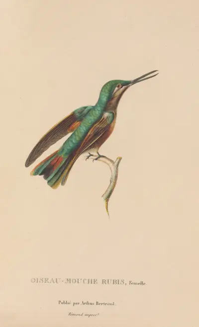 Histoire naturelle des oiseaux-mouches Pl.45 av René-Primevère Lesson