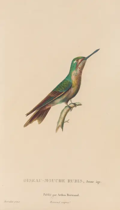 Histoire naturelle des oiseaux-mouches Pl.46 av René-Primevère Lesson