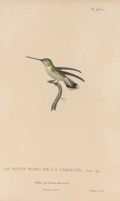 Histoire naturelle des oiseaux-mouches Pl.49 av René-Primevère Lesson