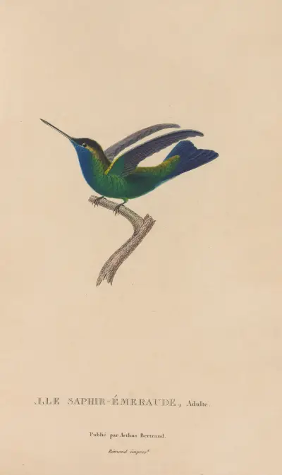 Histoire naturelle des oiseaux-mouches Pl.50 av René-Primevère Lesson