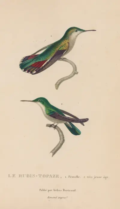 Histoire naturelle des oiseaux-mouches Pl.54 av René-Primevère Lesson