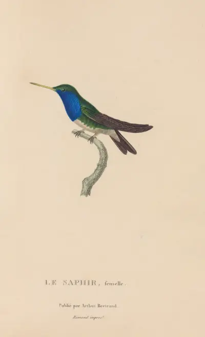 Histoire naturelle des oiseaux-mouches Pl.57 av René-Primevère Lesson