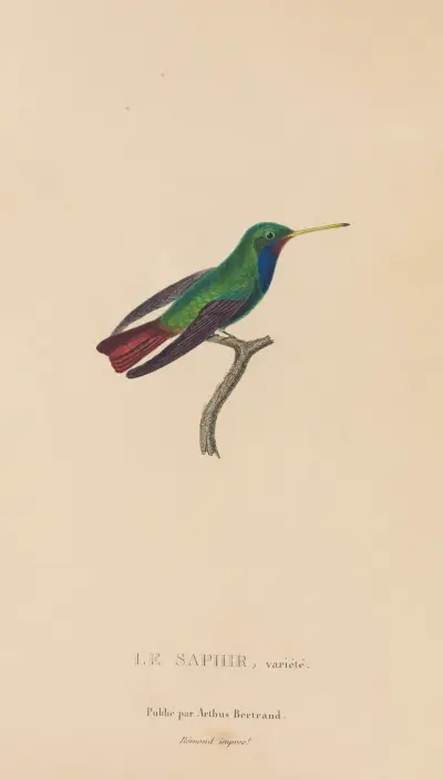 Histoire naturelle des oiseaux-mouches Pl.58 av René-Primevère Lesson