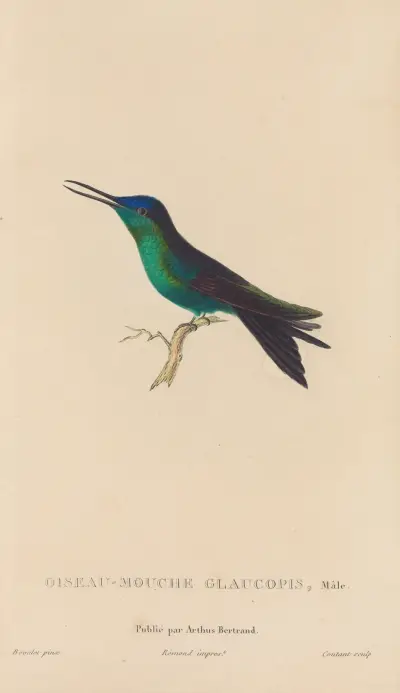 Histoire naturelle des oiseaux-mouches Pl.59 av René-Primevère Lesson