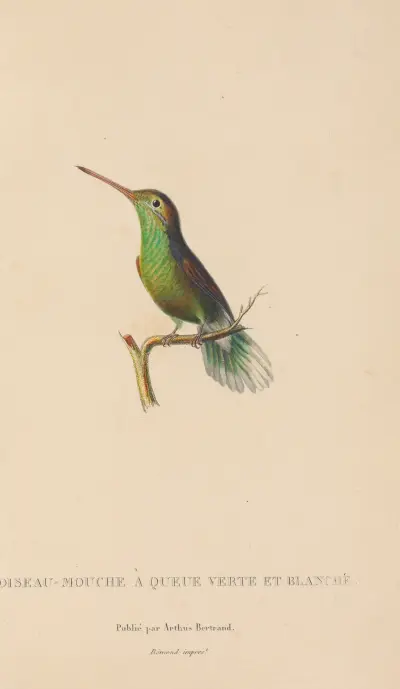 Histoire naturelle des oiseaux-mouches Pl.61 av René-Primevère Lesson