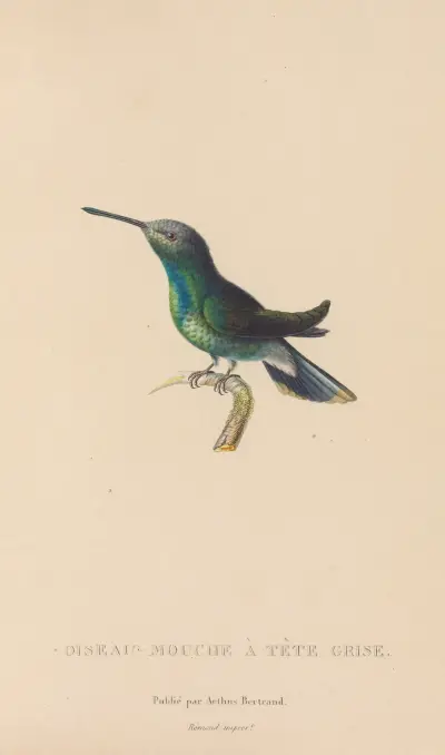 Histoire naturelle des oiseaux-mouches Pl.63 av René-Primevère Lesson