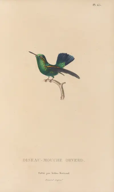 Histoire naturelle des oiseaux-mouches Pl.66 av René-Primevère Lesson