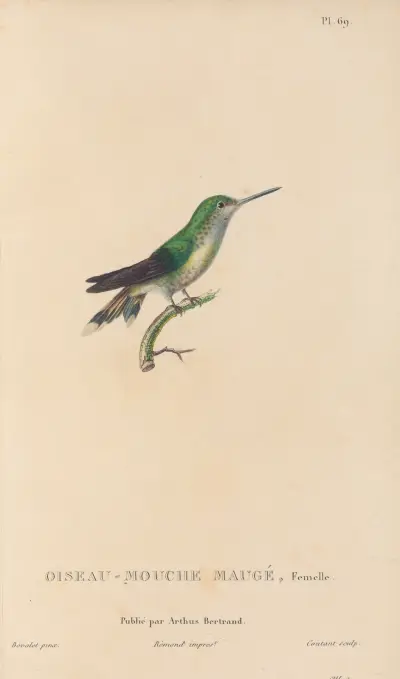 Histoire naturelle des oiseaux-mouches Pl.70 av René-Primevère Lesson