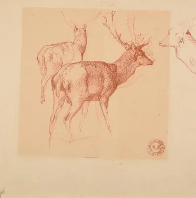 Studie av hjortar av Jacques-Raymond Brascassat