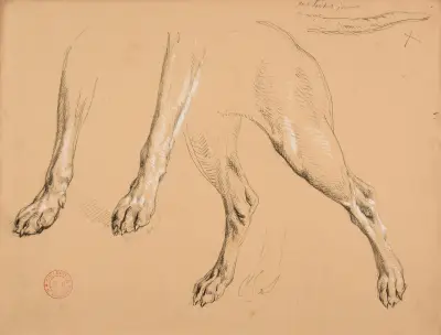 Studie av tassar och svans på hund av Jacques-Raymond Brascassat