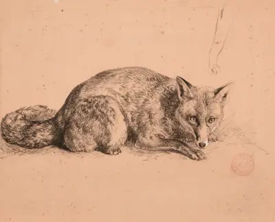Rävstudie av Jacques-Raymond Brascassat