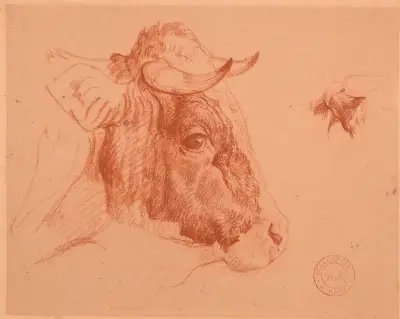 Studie av oxhuvud av Jacques-Raymond Brascassat