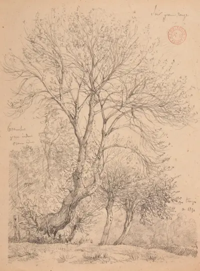 Studie av almar av Jacques-Raymond Brascassat