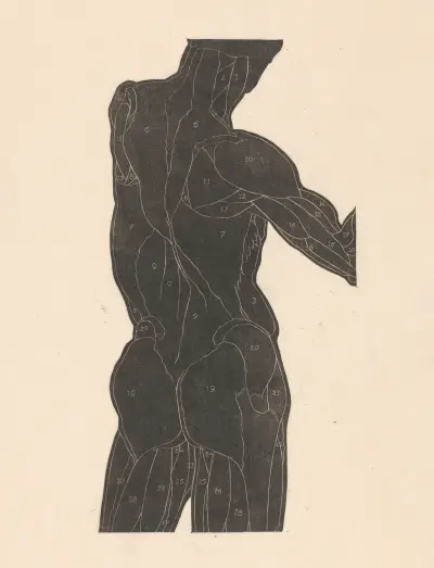 Study of the back and gluteal muscles – nr 2 av Reijer Stolk