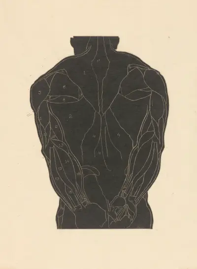 Study of the back muscles – nr 2 av Reijer Stolk