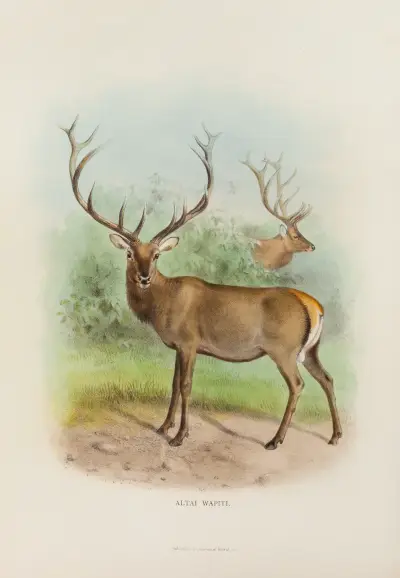 Altai-Wapiti von Richard Lydekker