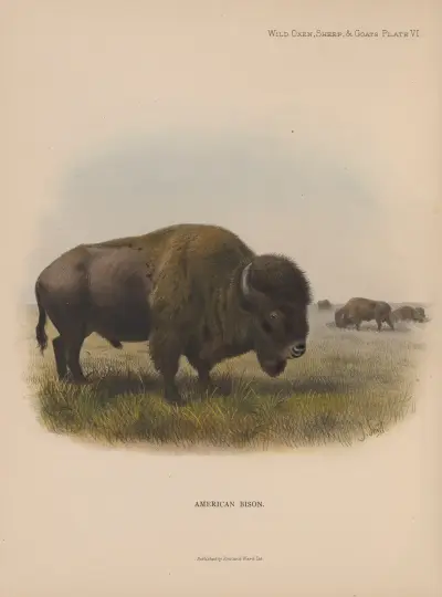 American Bison av Richard Lydekker