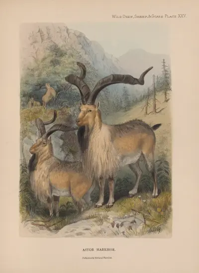 Astor Markhor av Richard Lydekker