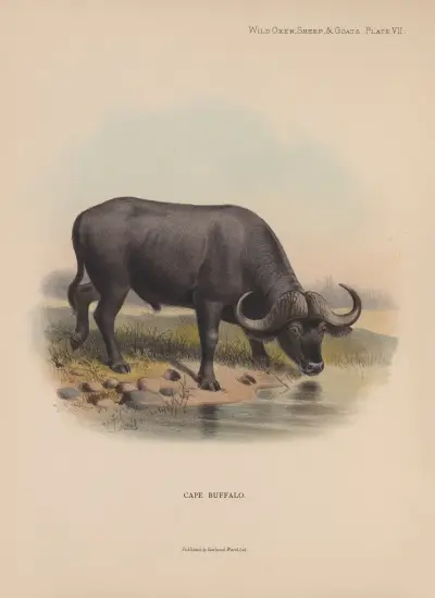 Cape Buffalo av Richard Lydekker