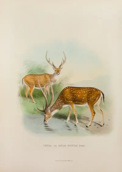 Chital av Richard Lydekker