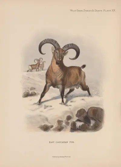 East Caucasian Tur av Richard Lydekker