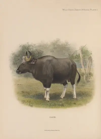 Gaur av Richard Lydekker