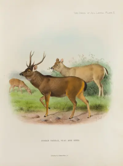 Indian Sambar av Richard Lydekker