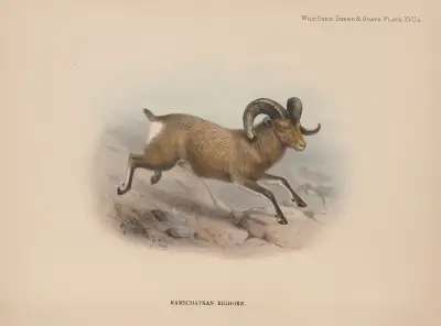 Kamschatkan Bighorn av Richard Lydekker