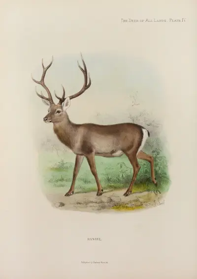 Kashmir Hangul av Richard Lydekker