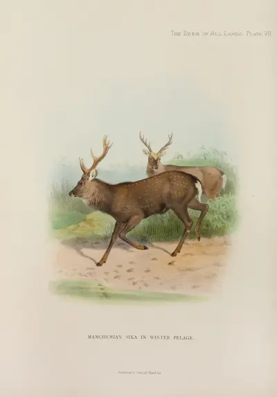 Manchurischer Sikahirsch von Richard Lydekker