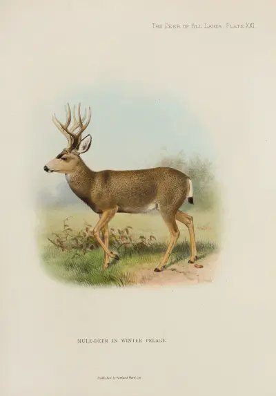 Maultierhirsch von Richard Lydekker