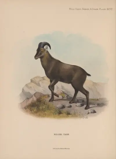 Nilgiri Tahr av Richard Lydekker