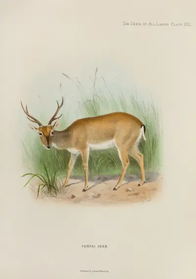 Pampashirsch von Richard Lydekker