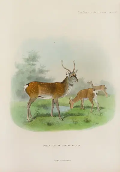 Peking-Sika von Richard Lydekker