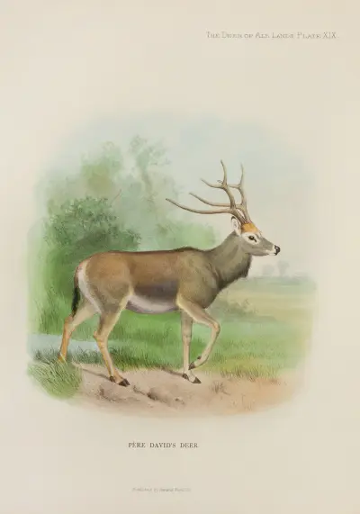 Père-David-Hirsch von Richard Lydekker