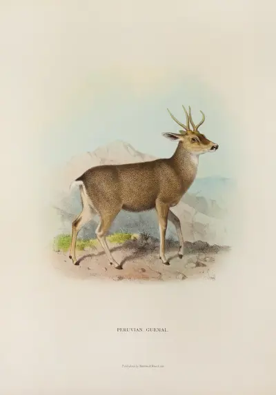 Peruvianischer Guemal von Richard Lydekker