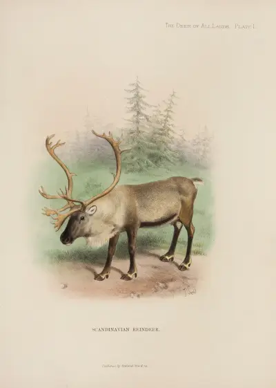 Scandinavian Reindeer av Richard Lydekker