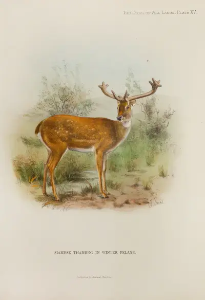 Siamesischer Thameng von Richard Lydekker