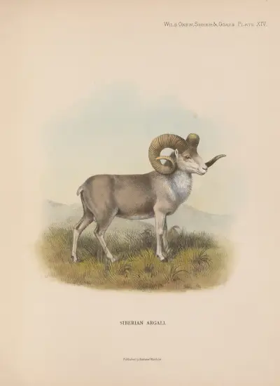 Siberian Argali av Richard Lydekker