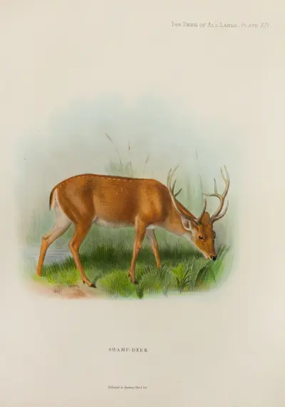 Sumpfhirsch von Richard Lydekker